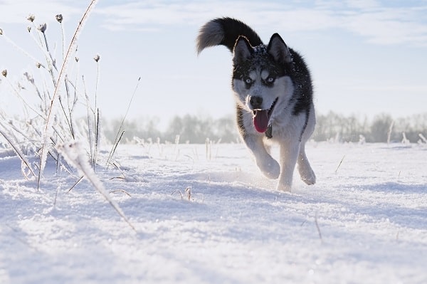 Cold-Weather Dog Breeds