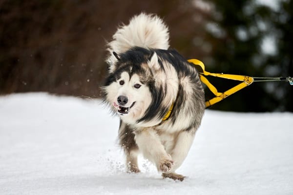 Cold-Weather Dog Breeds