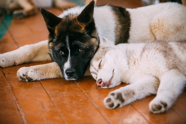 Cold-Weather Dog Breeds