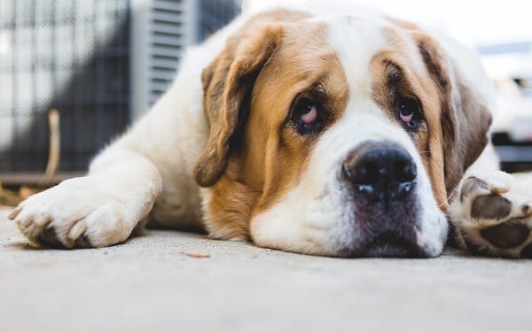 Cold-Weather Dog Breeds