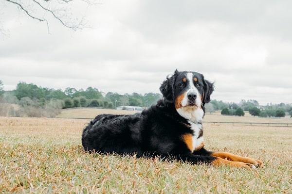 Cold-Weather Dog Breeds