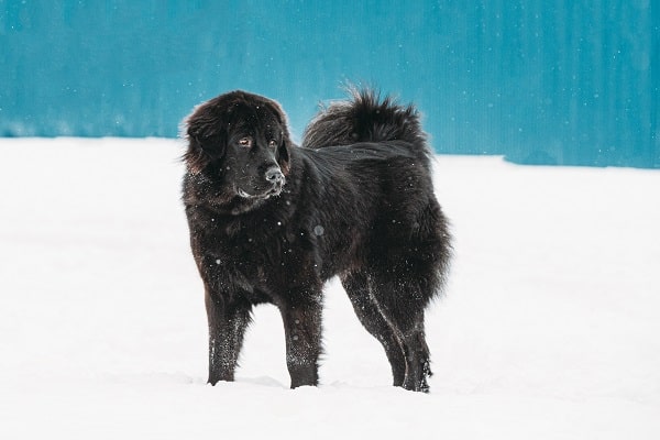 Cold-Weather Dog Breeds