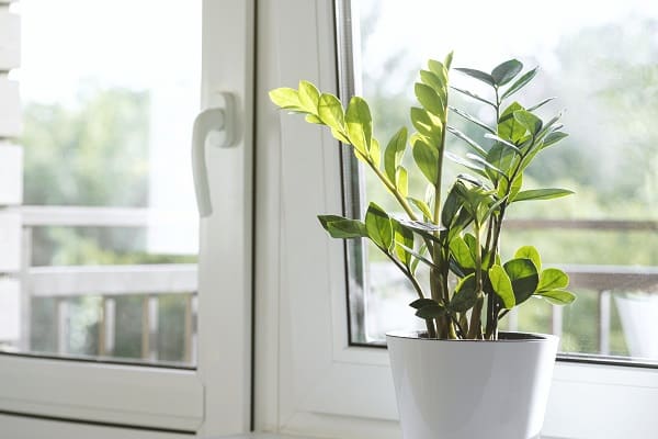 Indoor Plants