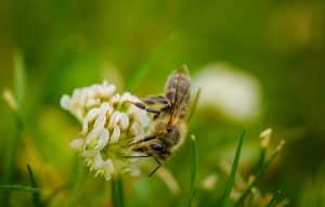 Importance Of Bees
