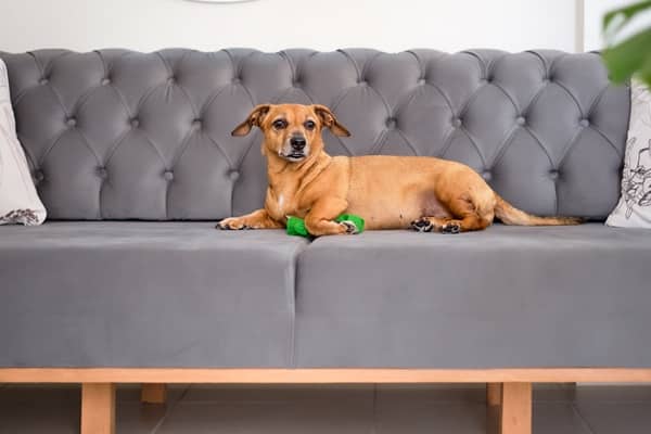 Accidentally Hurting Your Pet