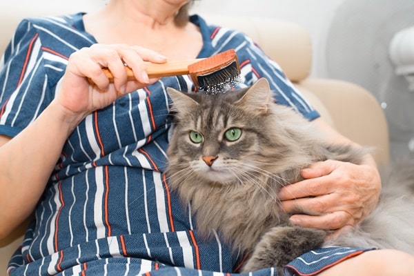 Accidentally Hurting Your Pet