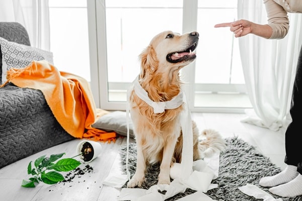 Accidentally Hurting Your Pet