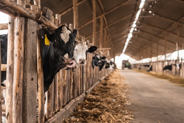 Benefits of Reducing Meat Consumption